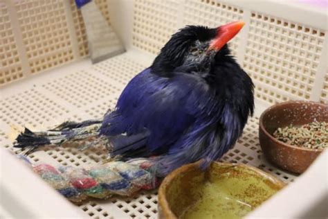 斑鳩幼鳥死亡|救援受傷野鳥 鳥會醫院互助合作